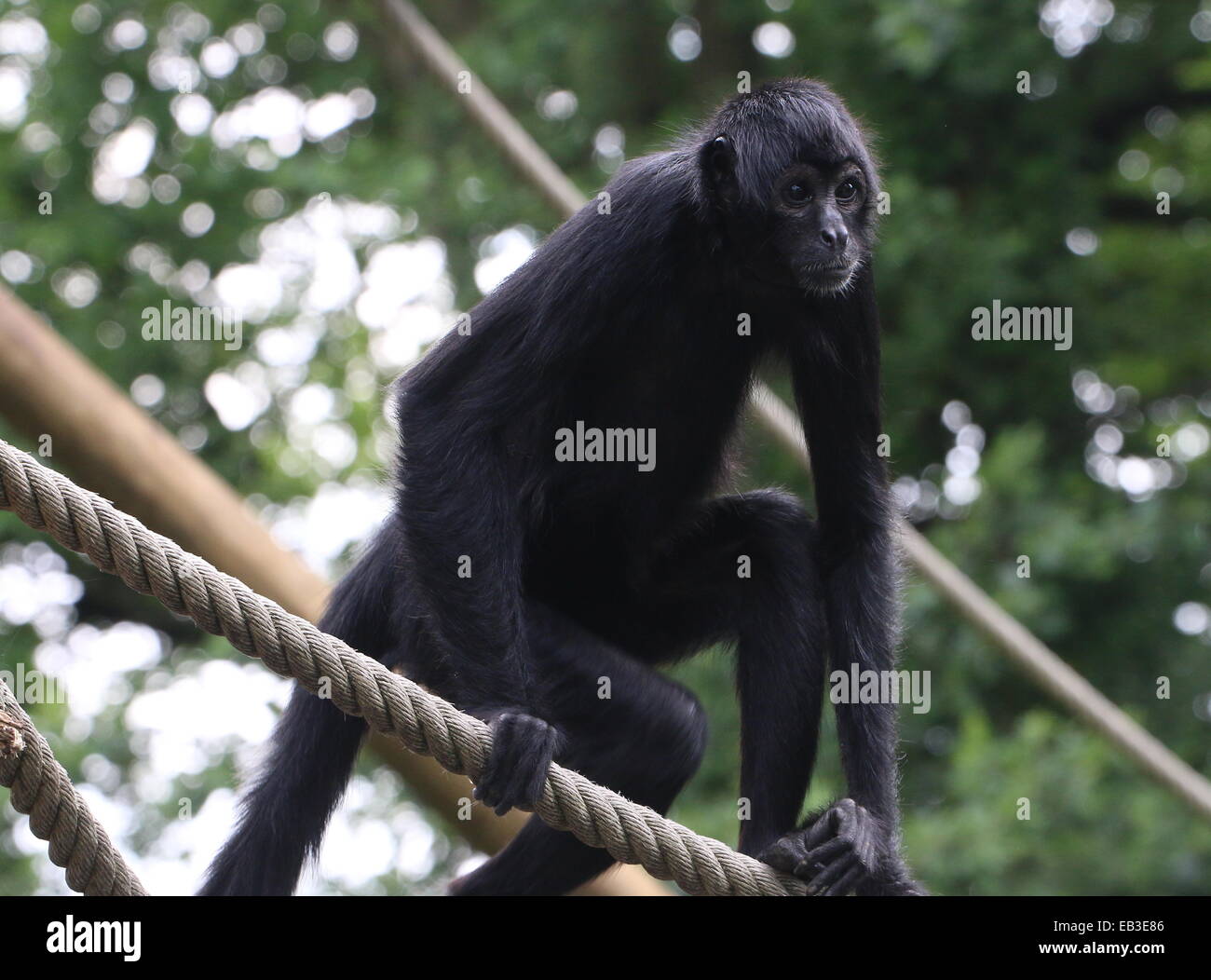 Colombiano a testa nera spider monkey ( Ateles fusciceps Robustus) apprendimento le corde in zoo Emmen, Paesi Bassi Foto Stock
