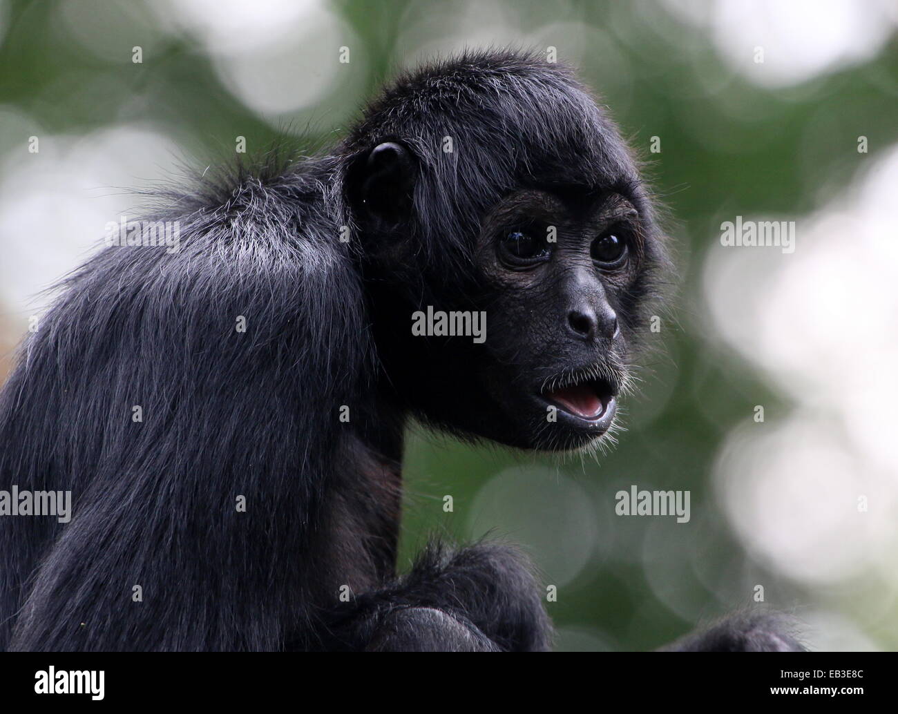 Colombiano a testa nera spider monkey ( Ateles fusciceps Robustus), guardando un po' perplesso Foto Stock
