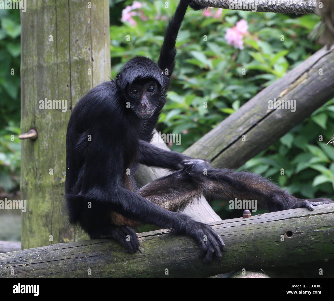Colombiano a testa nera spider monkey ( Ateles fusciceps Robustus) a zoo Emmen, Paesi Bassi Foto Stock