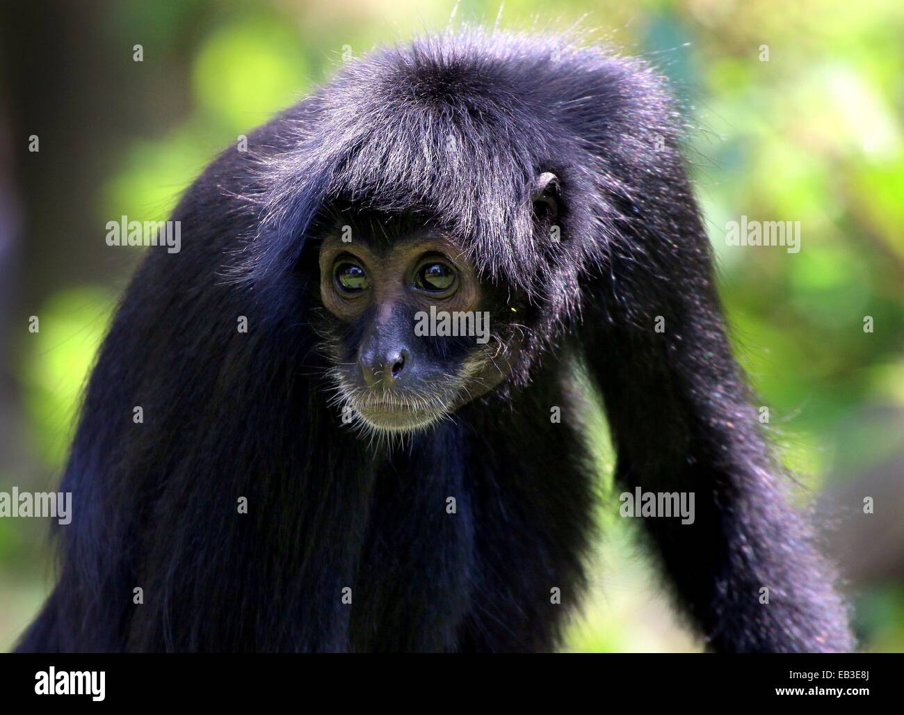 Close-up verticale di un colombiano a testa nera spider monkey ( Ateles fusciceps Robustus) Foto Stock