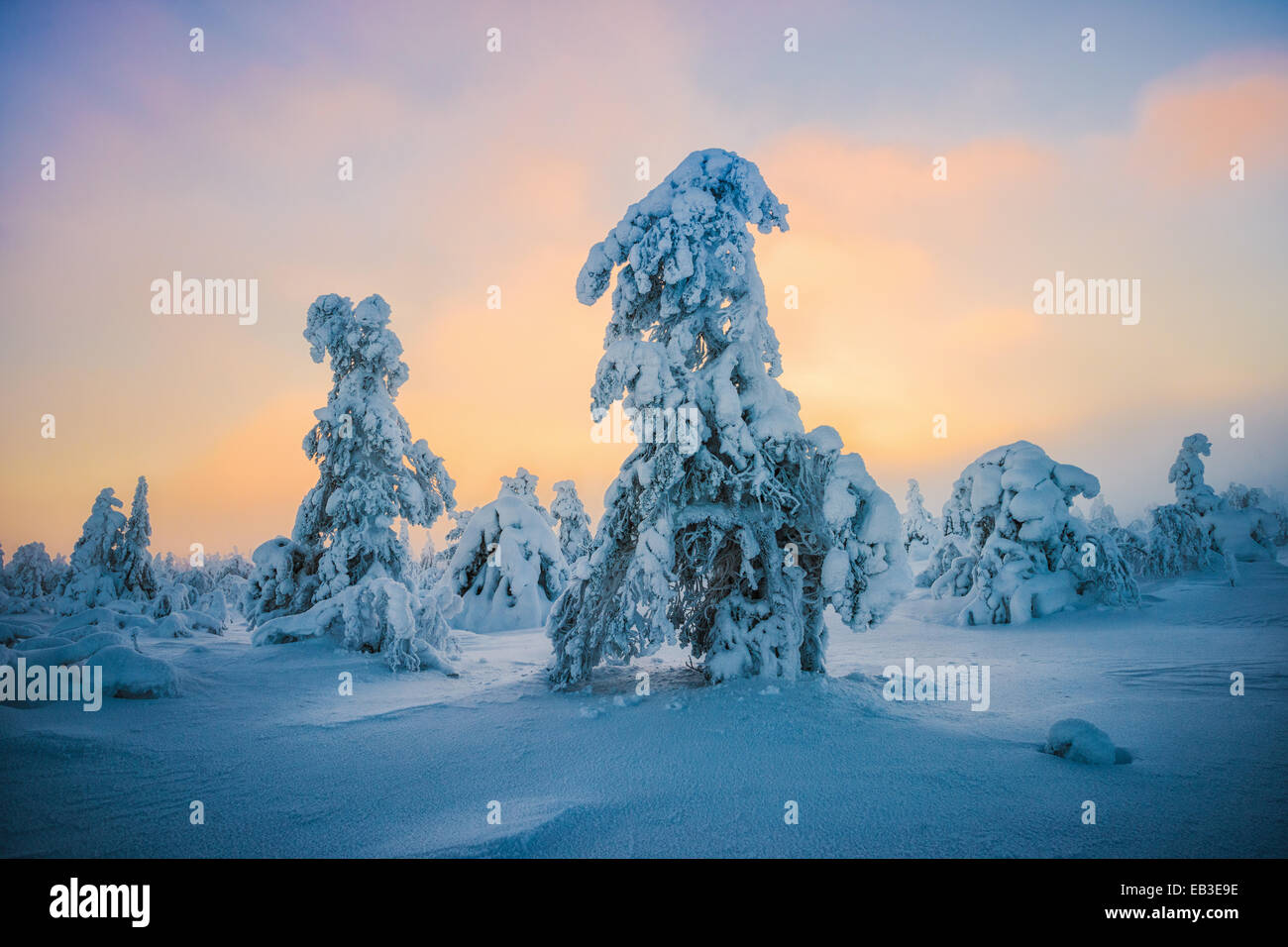 La Finlandia, la Lapponia Luosto, alberi di pino in inverno Foto Stock