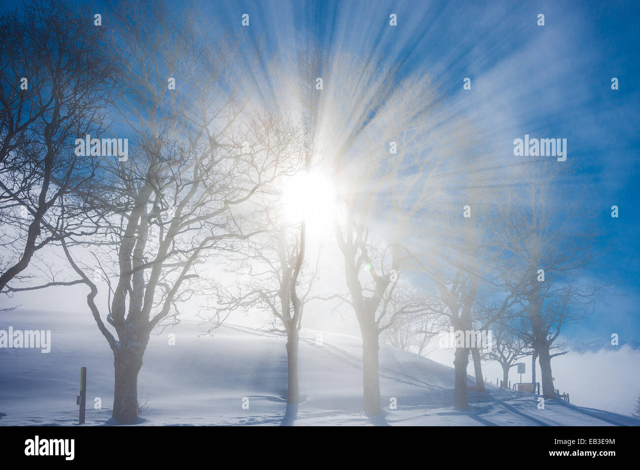 La Svizzera, Svitto, Arth, Rigi, vista invernale con alberi di neve e sole Foto Stock