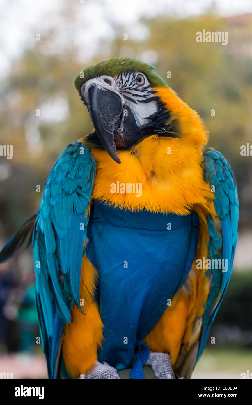 Grande e bella parrot Foto Stock