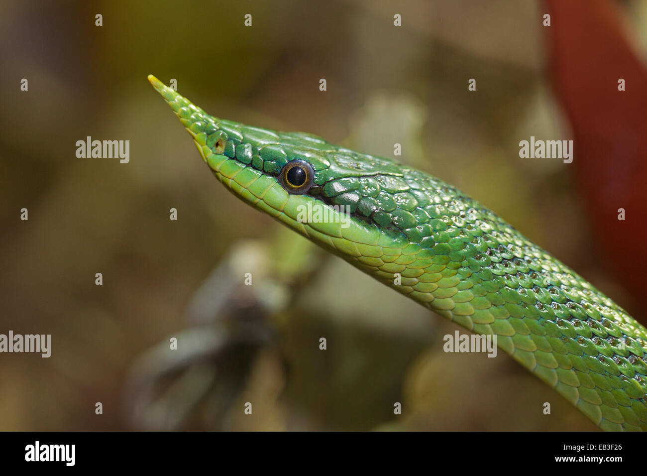 Il vietnamita a becco lungo serpente Foto Stock