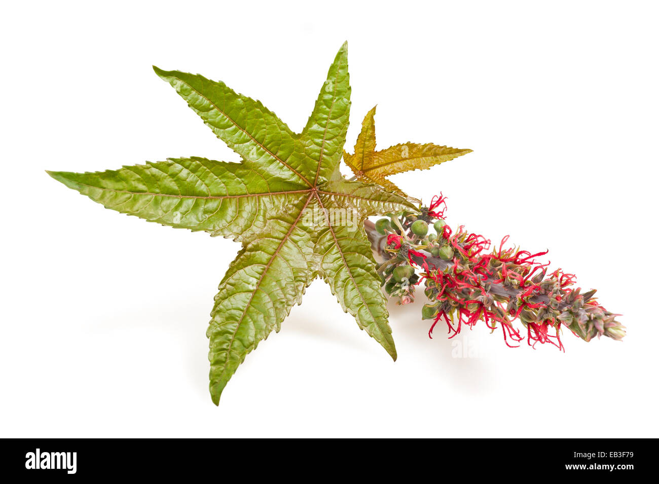 Foglie di ricino con fiore e sementi Foto Stock