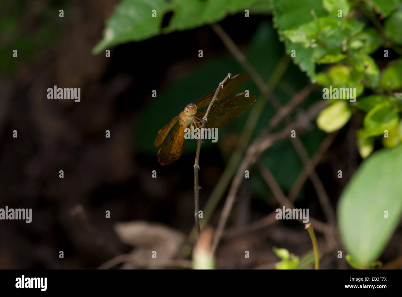 Libellula marrone su un ramo Foto Stock