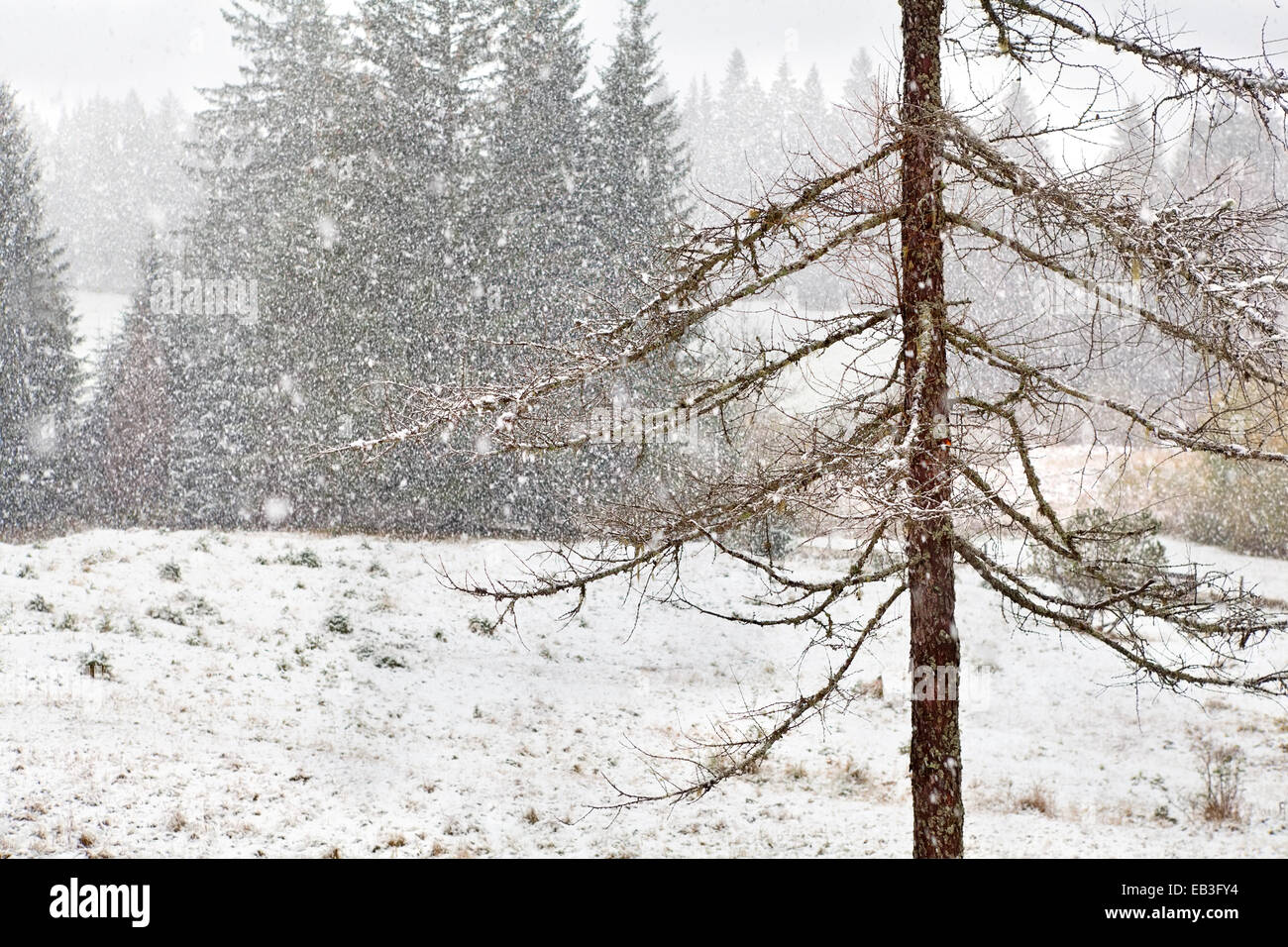Tempesta di neve nella foresta di conifere, Alpi, Germania Foto Stock