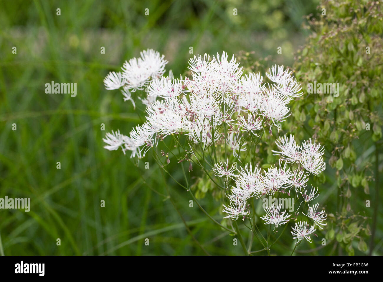 Thalictrum bianco fiori. Foto Stock