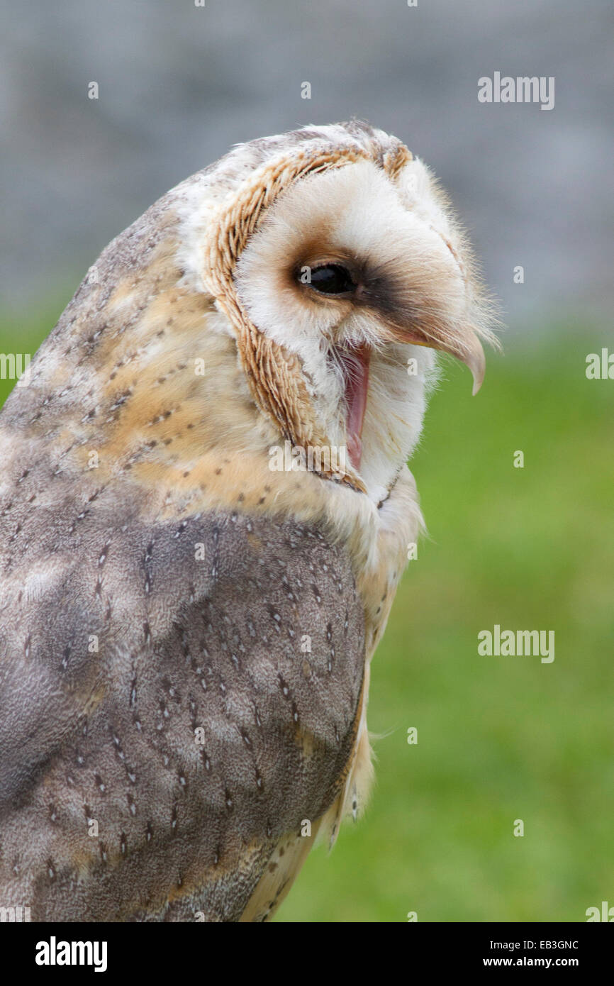 Barbagianni chiamando closeup (Tyto alba) Irlanda Foto Stock