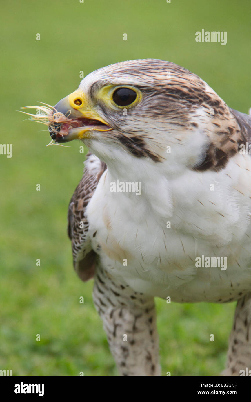 Falco pellegrino con il cibo in esso è bill (Falco peregrinus) Irlanda Foto Stock