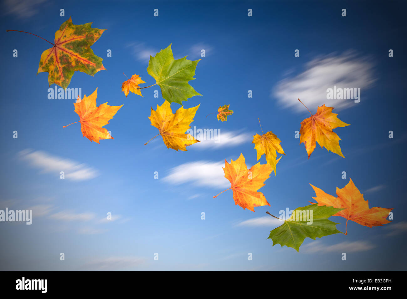 Flying Foglie di autunno nel cielo blu Foto Stock