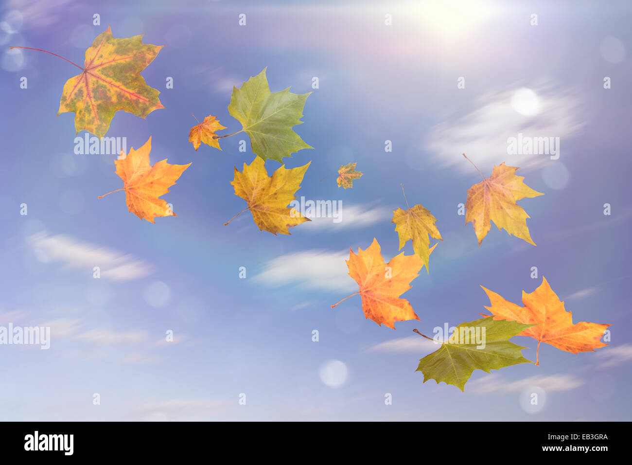 Flying Foglie di autunno e blu cielo soleggiato Foto Stock