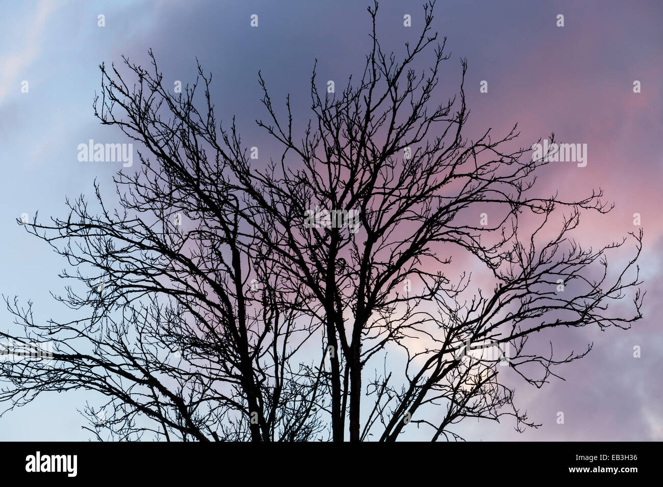 South Norwood, Londra, Regno Unito. Il 15 novembre 2014. Regno Unito Meteo. Silhouette di un albero in un tramonto soleggiata giornata autunnale. Foto Stock