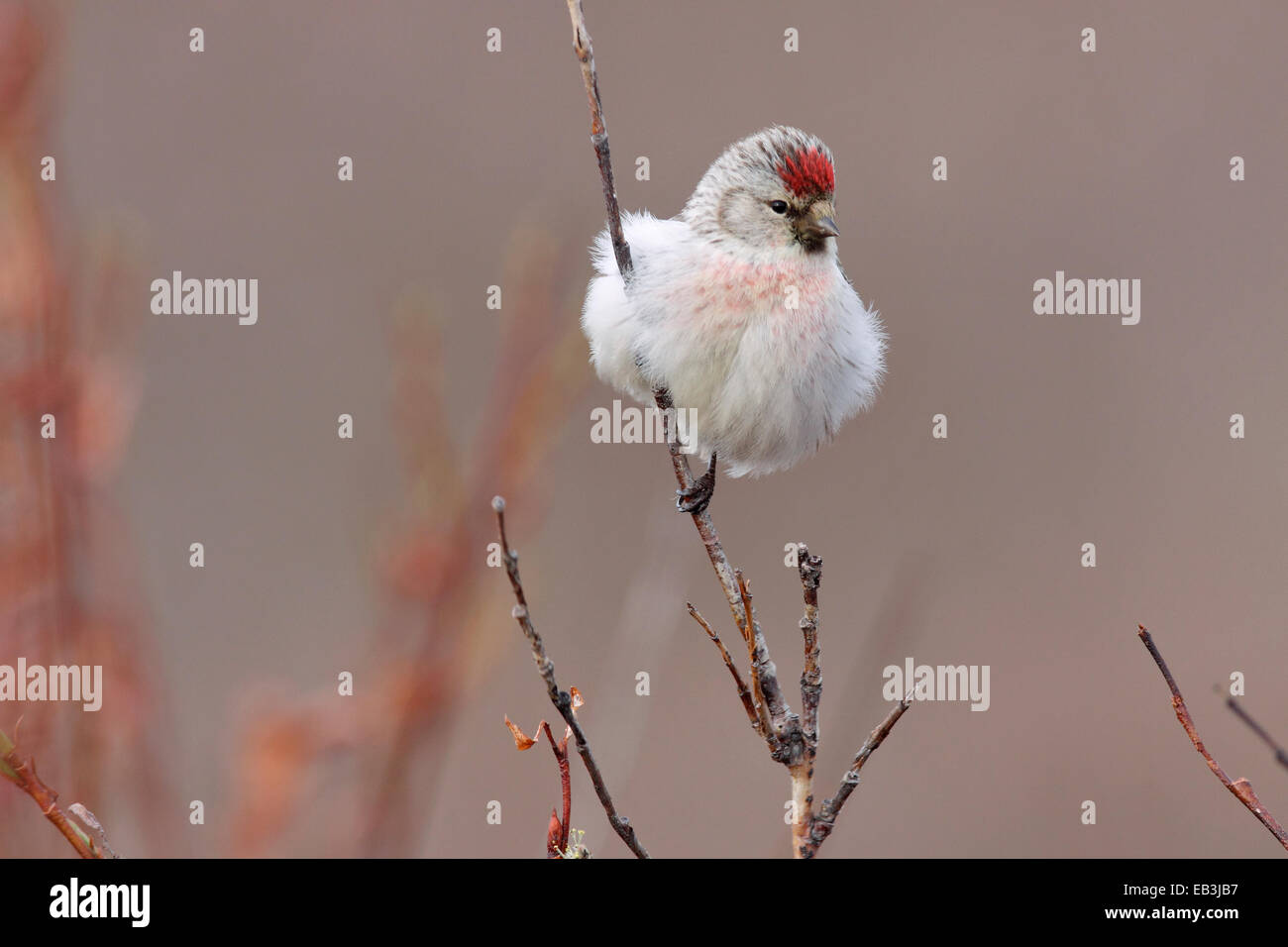 Annoso (Artico) Redpoll - Carduelis hornemanni - maschi riproduttori Foto Stock