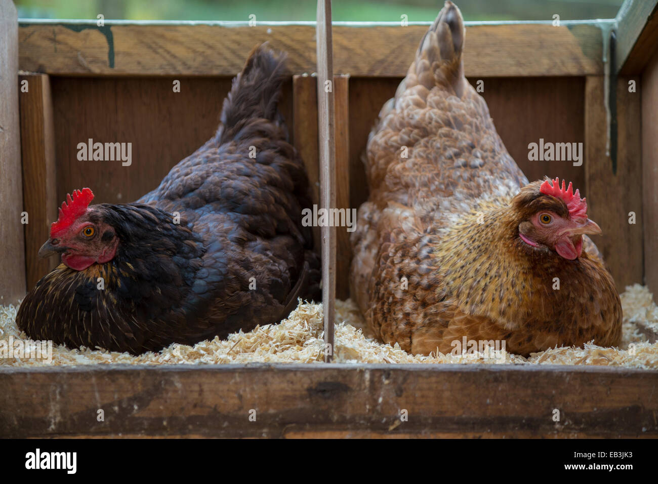 Due free range galline seduta sulle uova di gallina casa. Foto Stock
