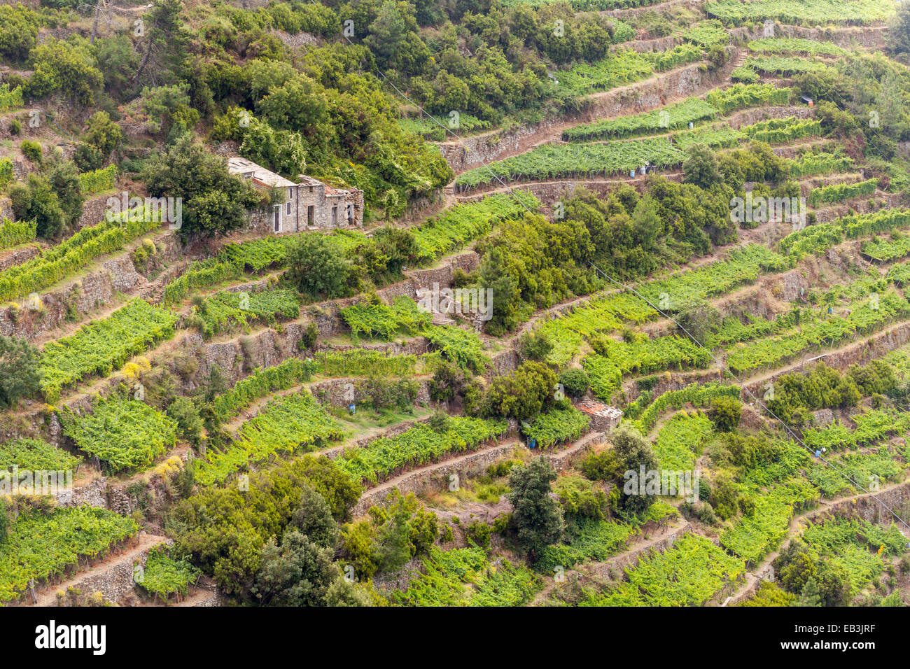 Vigneti terrazzati in Cinque Terre Liguria, Italia. L'UNESCO ha dichiarato la zona un sito del Patrimonio Mondiale dicendo che si tratta di un cul Foto Stock