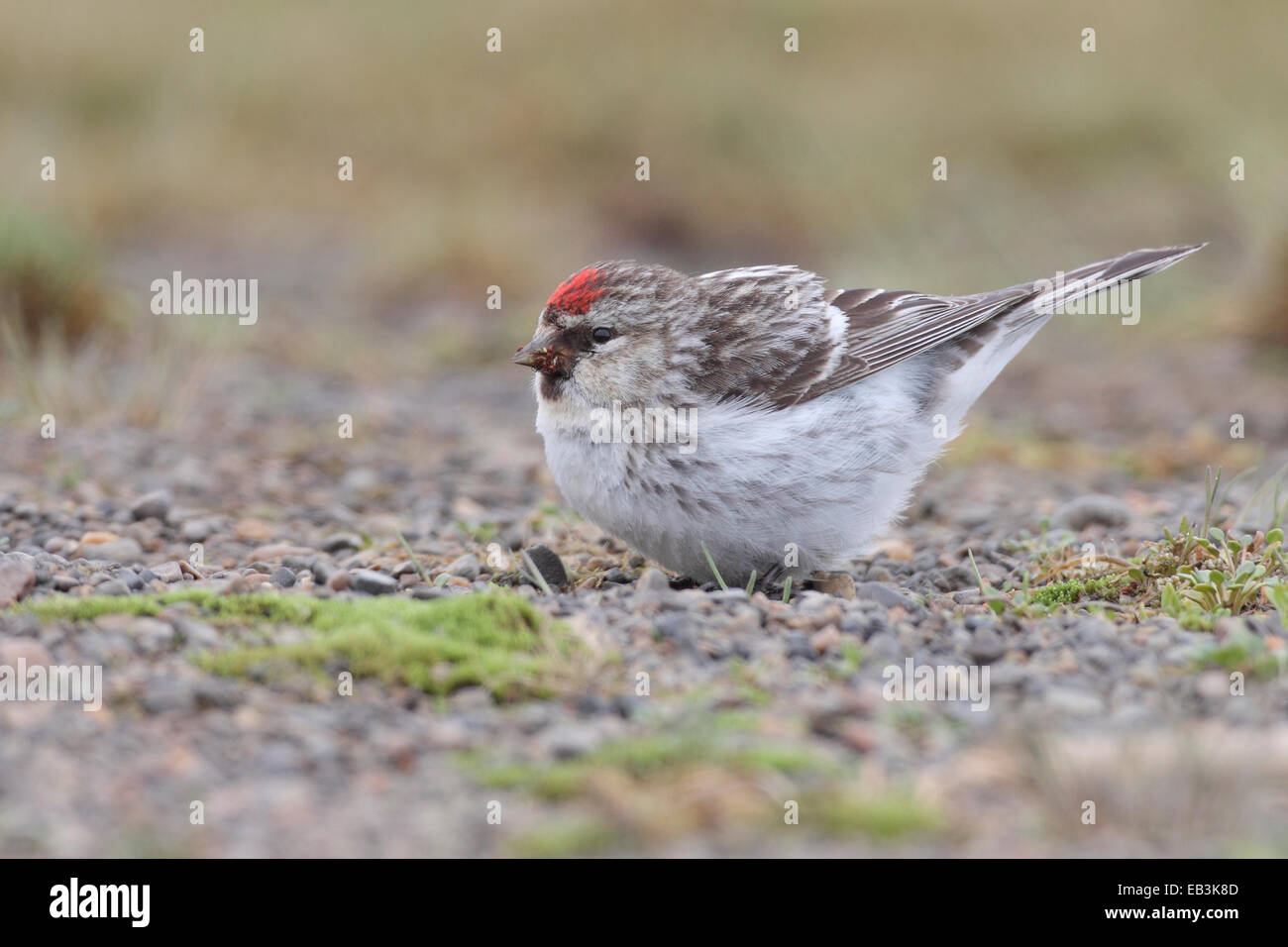 Annoso (Artico) Redpoll - Carduelis hornemanni - maschi riproduttori Foto Stock