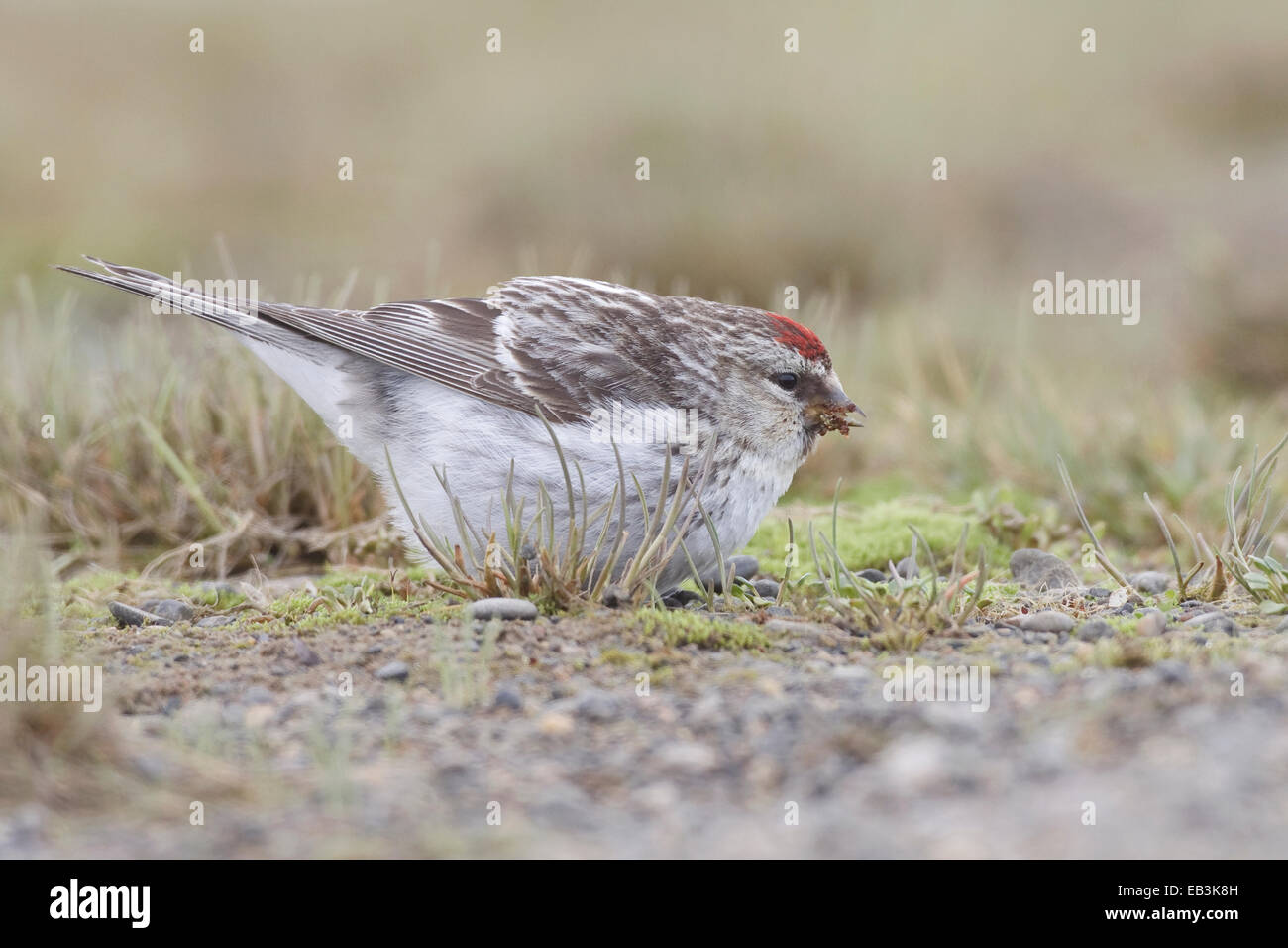 Annoso (Artico) Redpoll - Carduelis hornemanni - maschi riproduttori Foto Stock