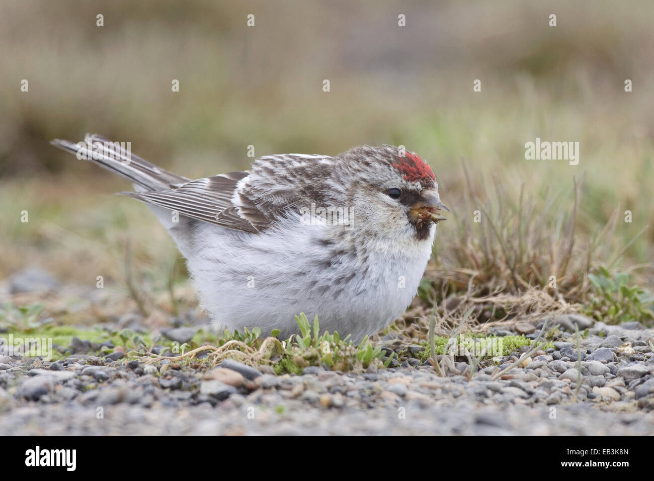 Annoso (Artico) Redpoll - Carduelis hornemanni - maschi riproduttori Foto Stock