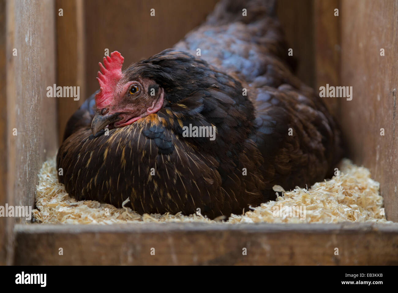 Black Gamma gratuita hen seduta sulle uova di gallina casa. Foto Stock