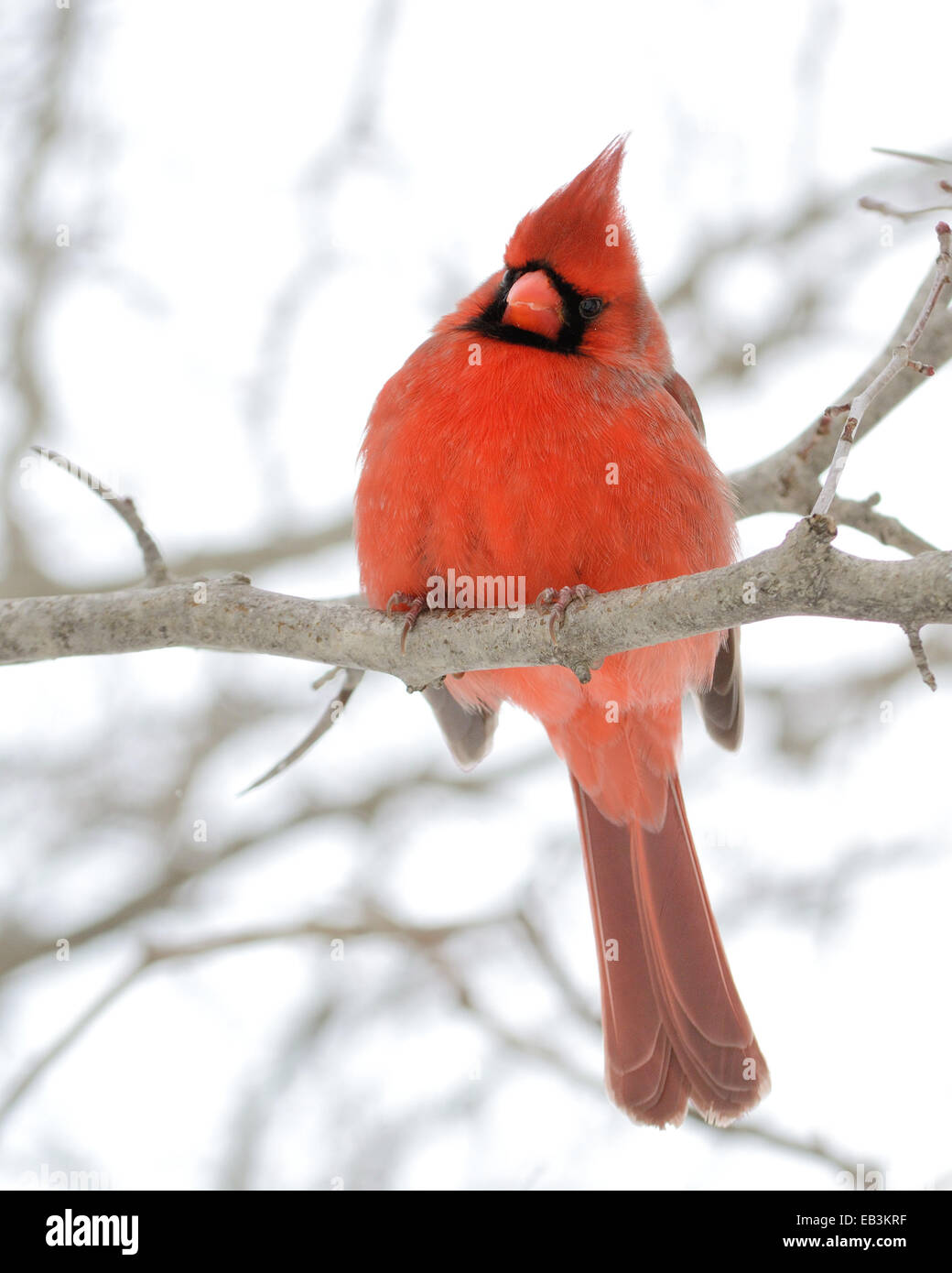 Un maschio cardinale appollaiato su un ramo di albero. Foto Stock