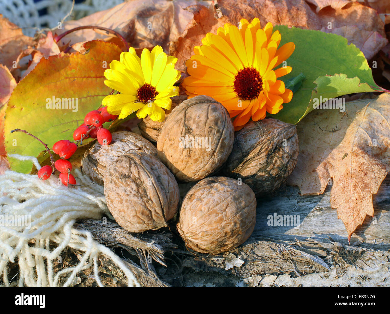 Close up di noci con foglie di autunno Foto Stock