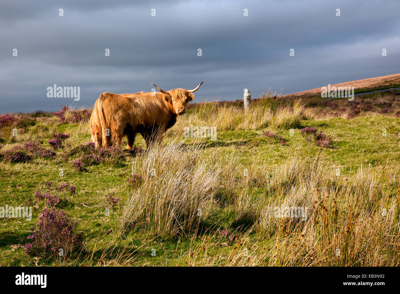 Highland vacca a Bennets Cross Parco Nazionale di Dartmoor Devon UK Foto Stock
