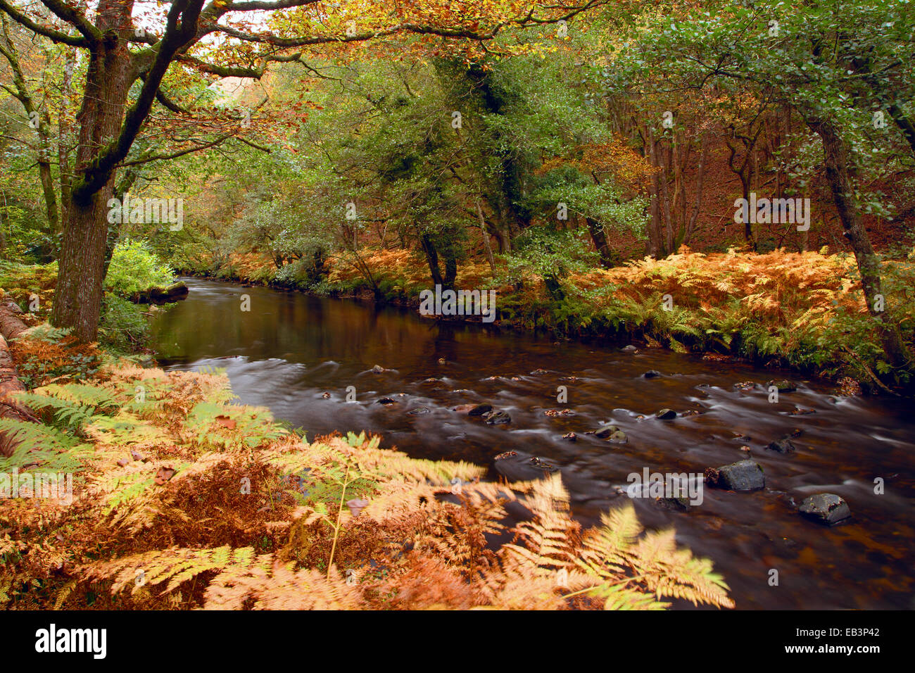Il fiume Teign nell'autunno del Parco Nazionale di Dartmoor Devon UK Foto Stock