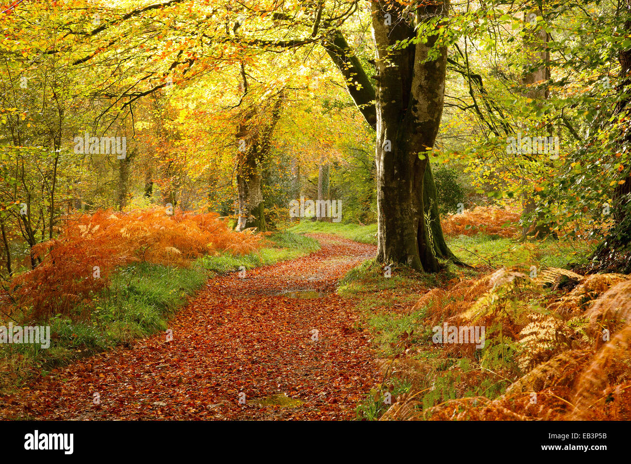 Autunno Butterdon sfera legno vicino Ponte Fingle Teign valley, Devon Regno Unito Foto Stock