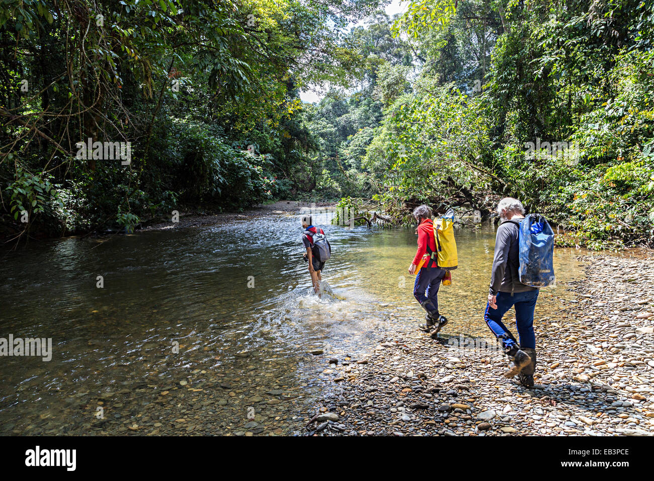Varcando il fiume seguendo una guida nella foresta pluviale, Mulu, Malaysia Foto Stock
