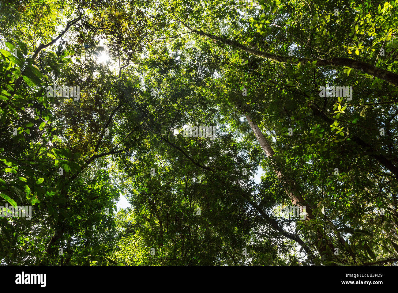 Foresta pluviale, Mulu, Malaysia Foto Stock