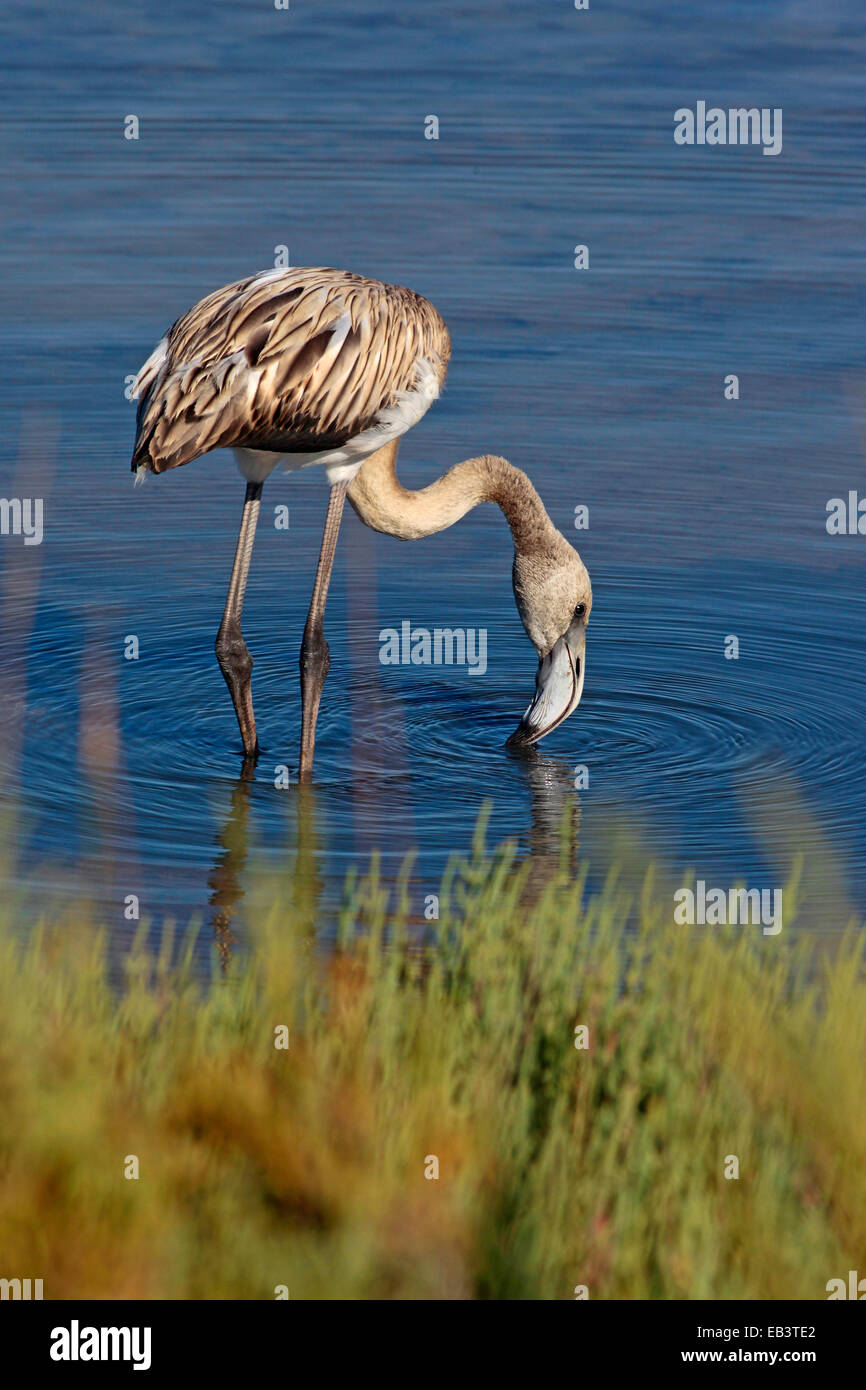Roseate Flamingo (Phoenicopterus roseus) immaturo che immerge il becco in acqua Foto Stock