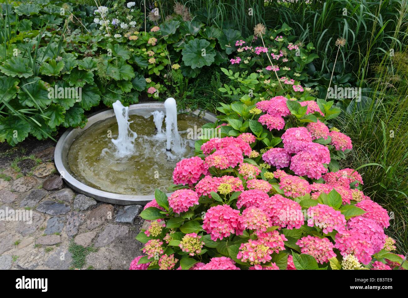 Big-lasciava ortensia (Hydrangea macrophylla) in un perenne giardino con una fontana Foto Stock
