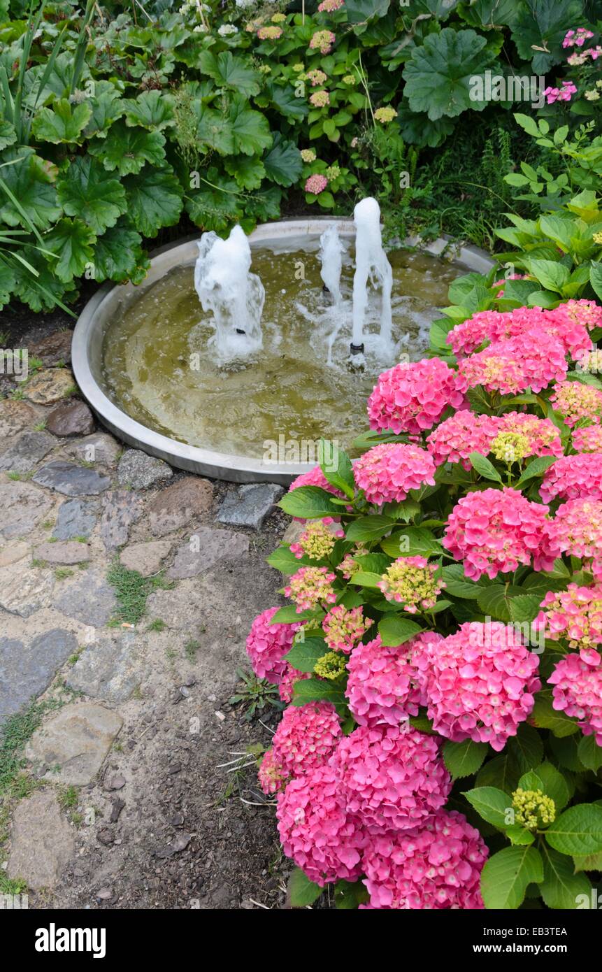 Big-lasciava ortensia (Hydrangea macrophylla) in un perenne giardino con una fontana Foto Stock