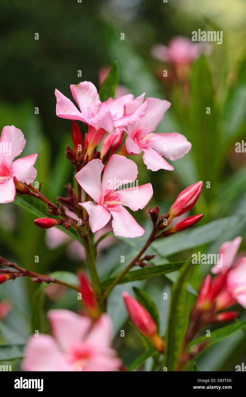 Oleandro (Nerium oleander) Foto Stock