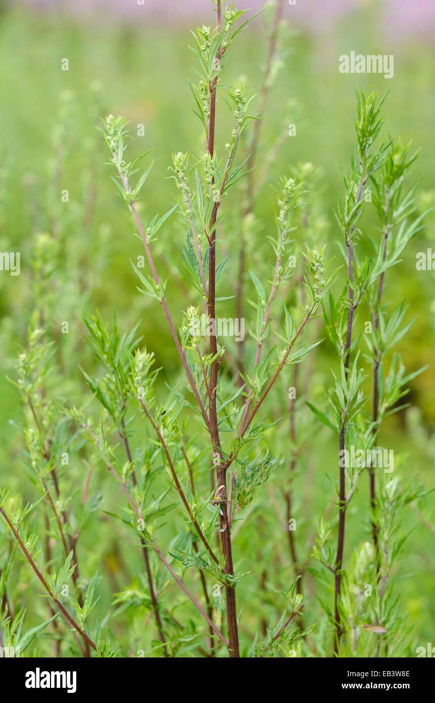 Artemisia comune (Artemisia vulgaris) Foto Stock