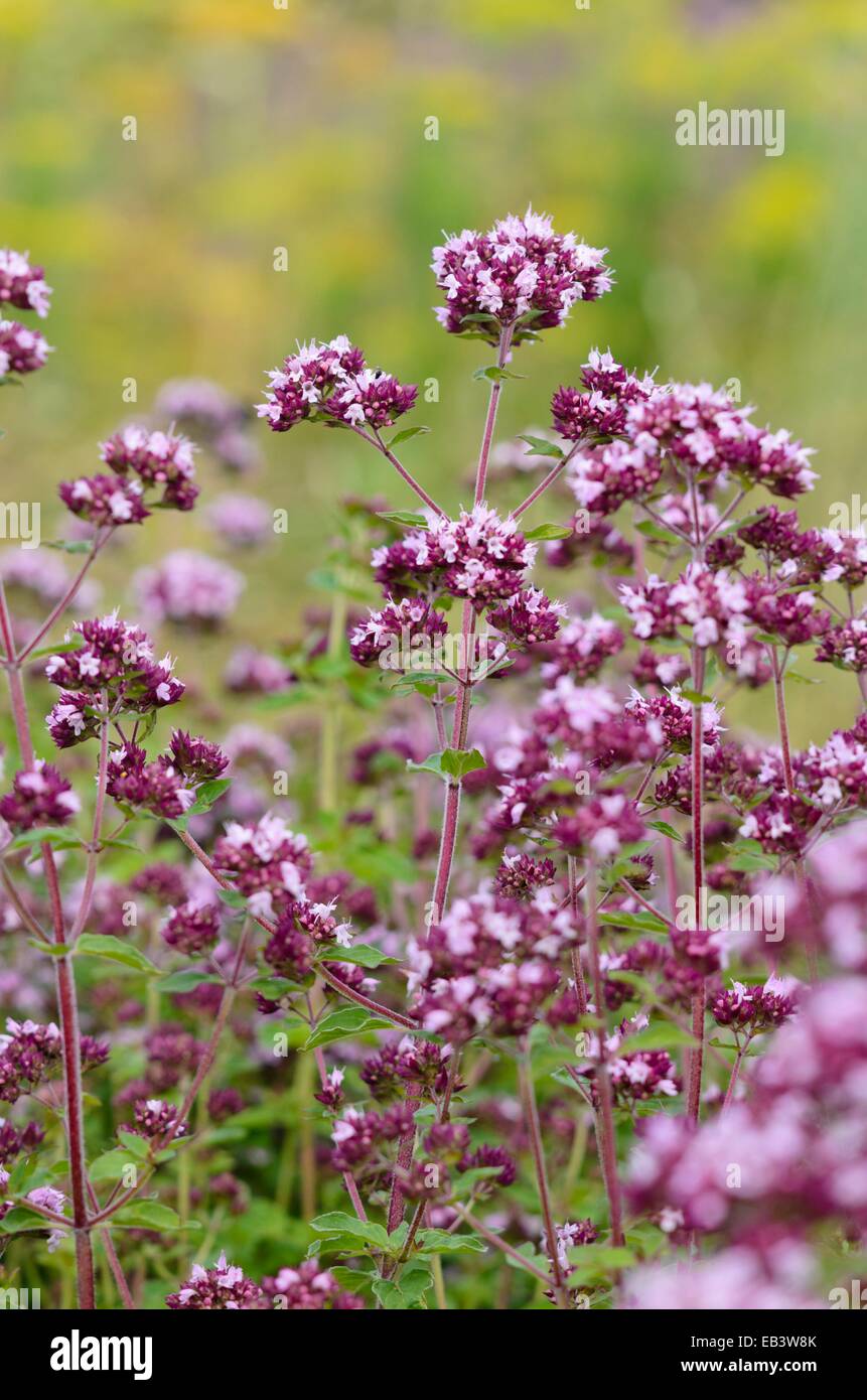 Origano greco (Origanum vulgare) Foto Stock