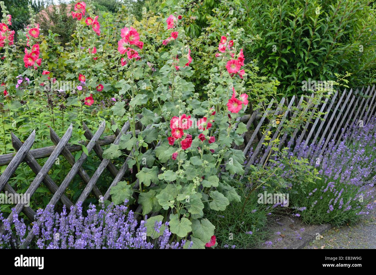Hollyhock comune (alcea rosea) e lavanda comune (Lavandula angustifolia) Foto Stock