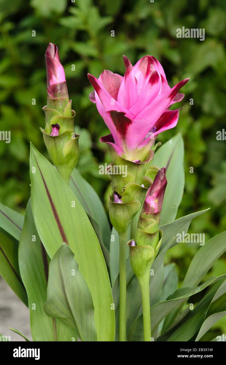 Thai tulip (curcuma alismatifolia) Foto Stock