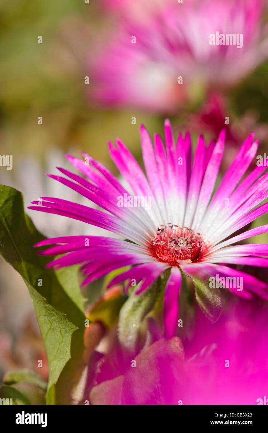 Fiore di mezzogiorno (dorotheanthus bellidiformis) Foto Stock