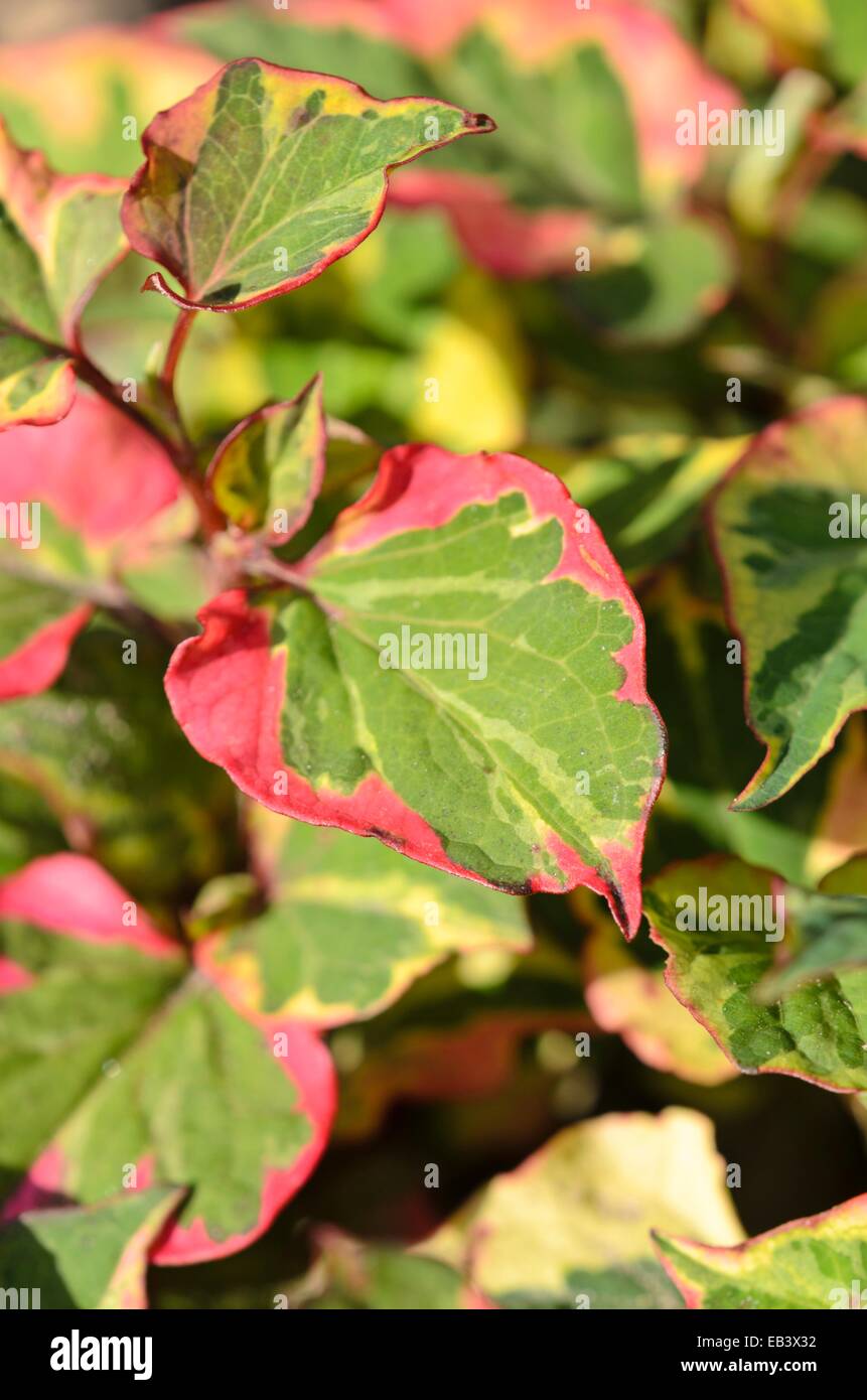 Chameleon impianto (Houttuynia cordata "chameleon' syn. Houttuynia cordata 'variegata') Foto Stock