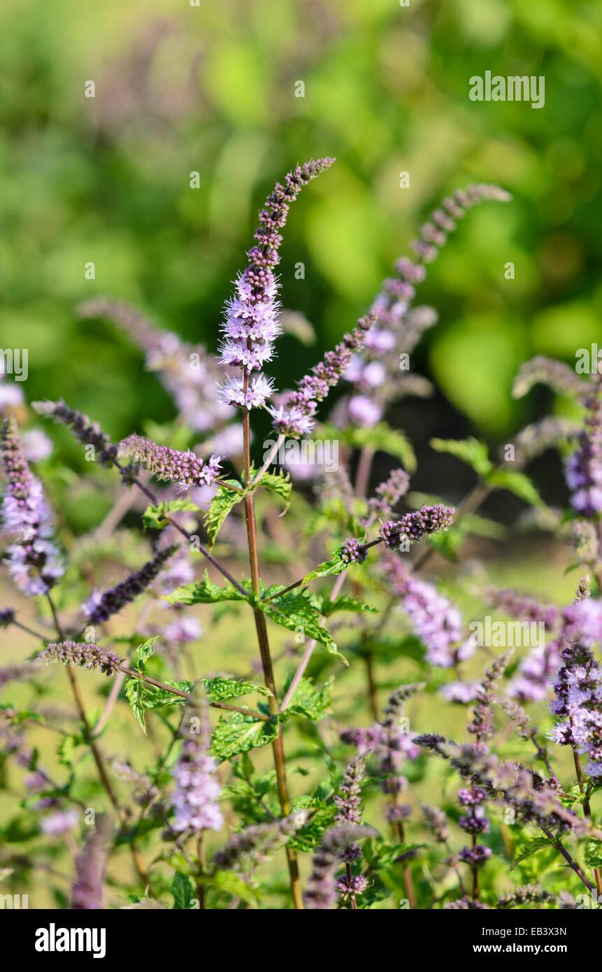 Menta verde (Mentha spicata) Foto Stock