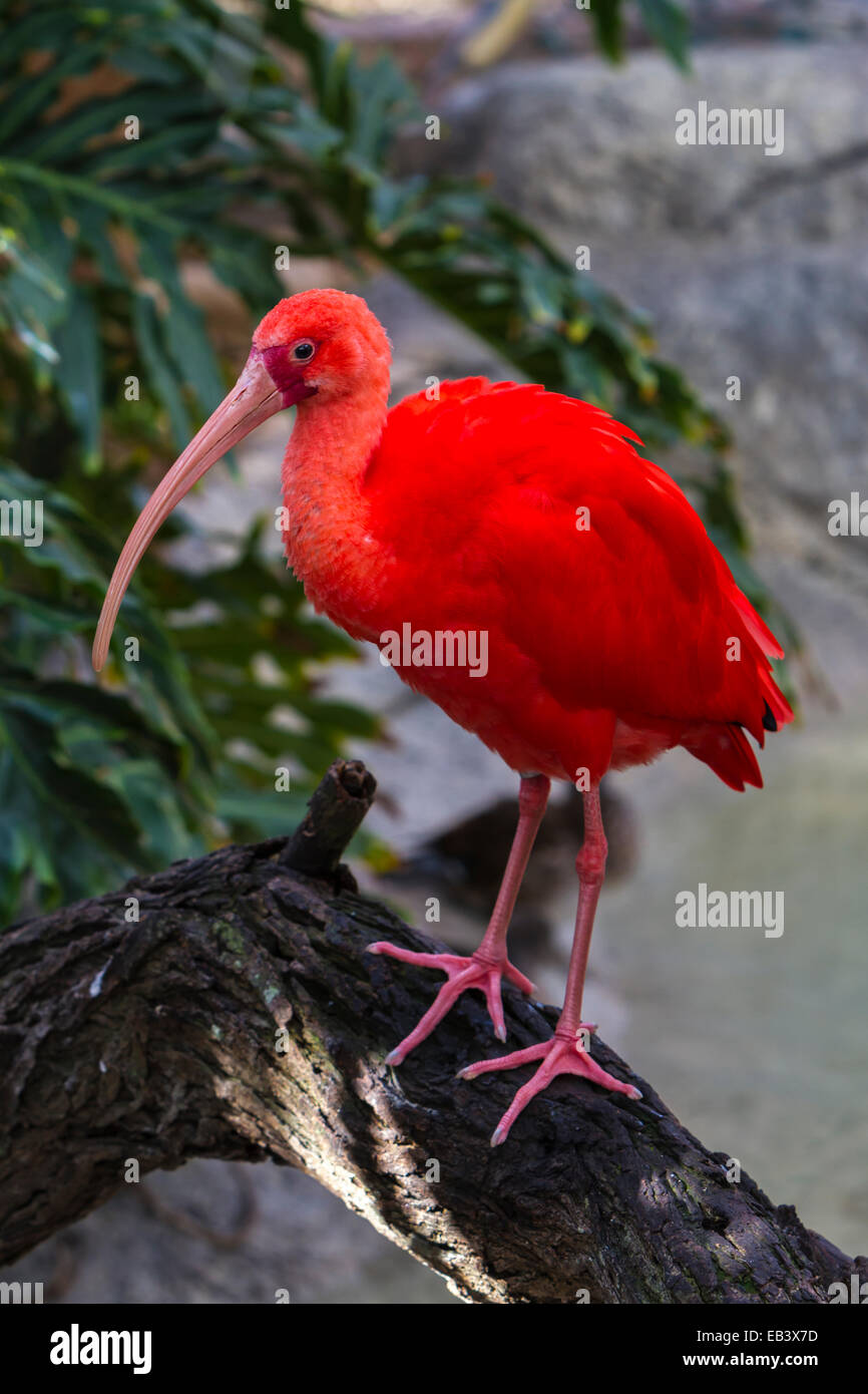 La Scarlet Ibis a Gladys Porter Zoo in Brownsville, Texas, Stati Uniti d'America. Foto Stock