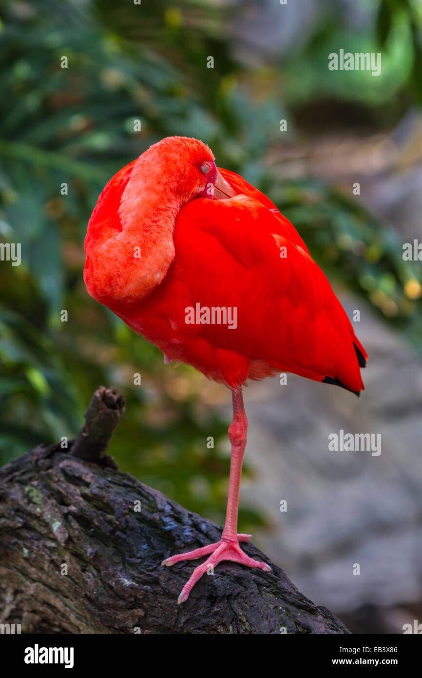 La Scarlet Ibis a Gladys Porter Zoo in Brownsville, Texas, Stati Uniti d'America. Foto Stock