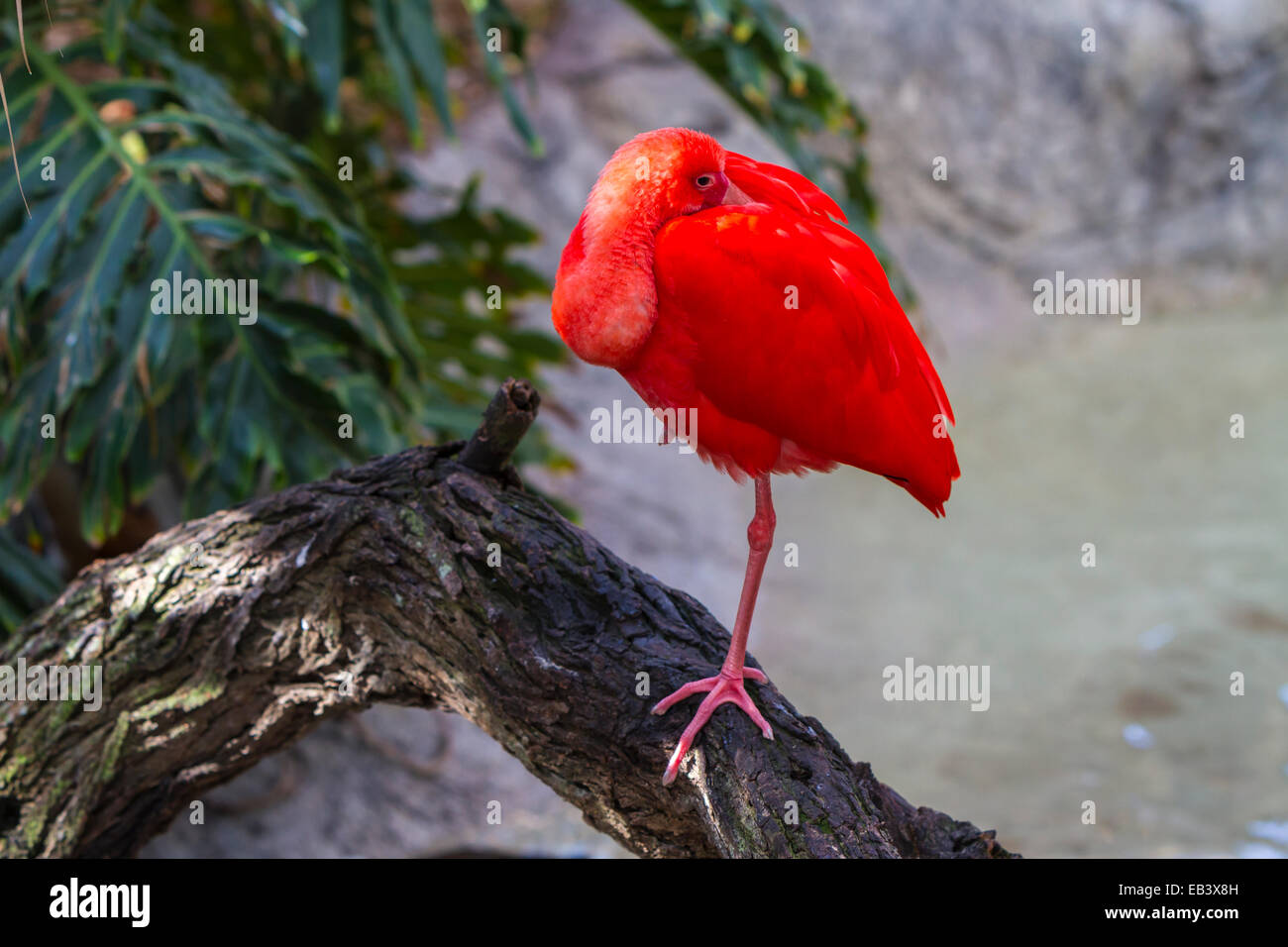 La Scarlet Ibis a Gladys Porter Zoo in Brownsville, Texas, Stati Uniti d'America. Foto Stock