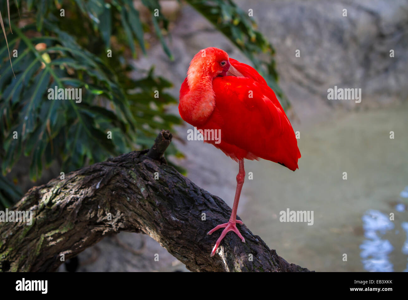 La Scarlet Ibis a Gladys Porter Zoo in Brownsville, Texas, Stati Uniti d'America. Foto Stock