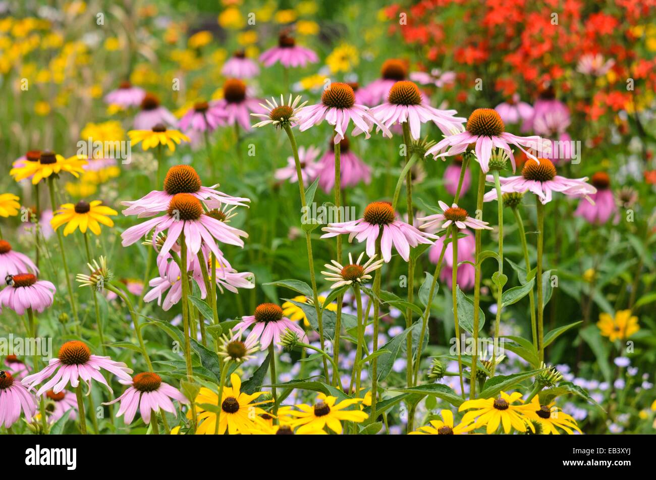 Cono viola fiore (echinacea purpurea) e cono arancione fiore (rudbeckia fulgida) Foto Stock