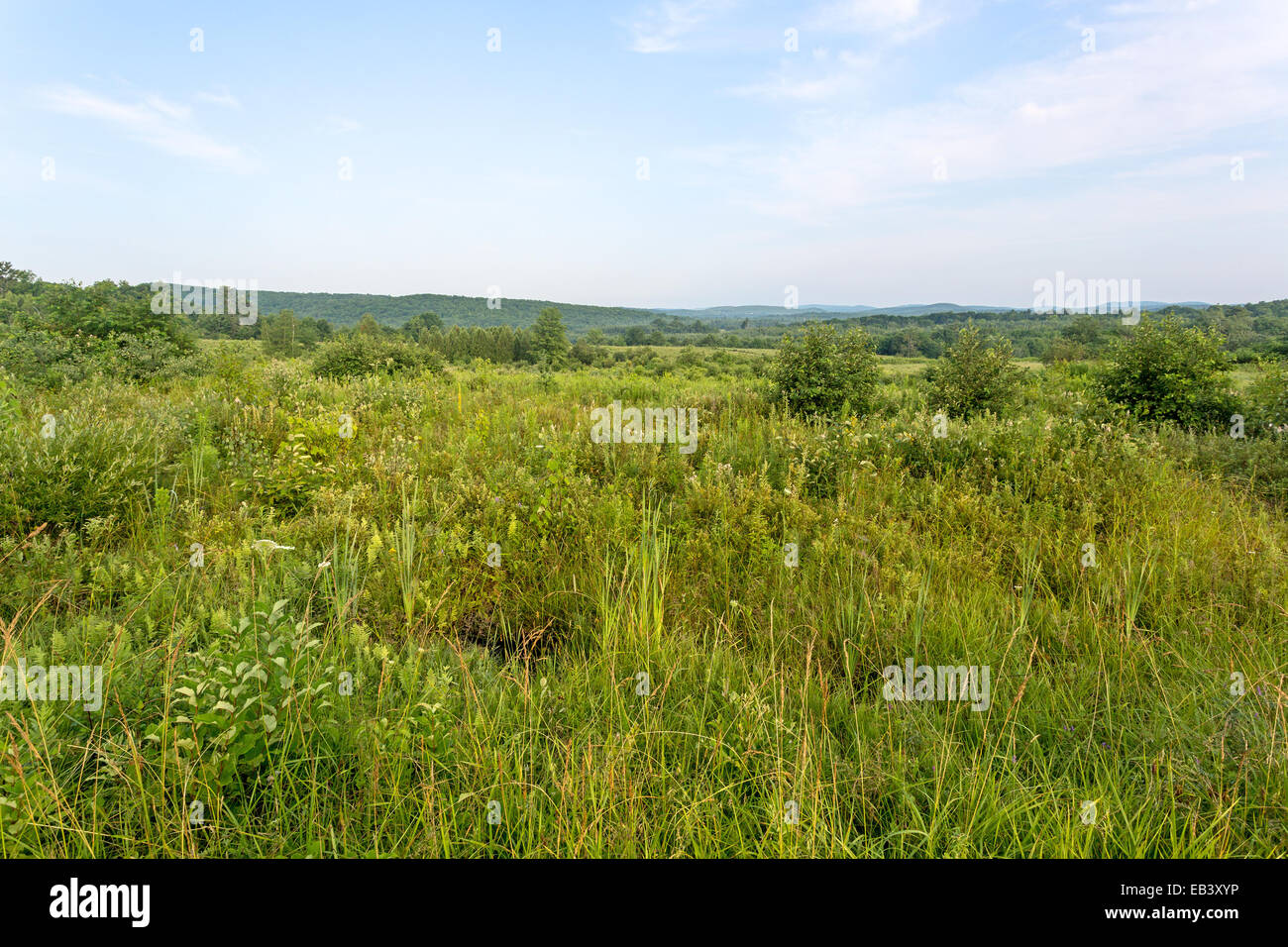 Una grande area di terreno vacante nelle zone rurali del New England. Foto Stock