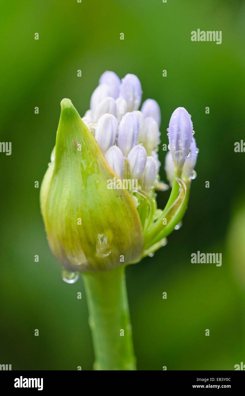 Giglio africano (agapanthus africanus) Foto Stock
