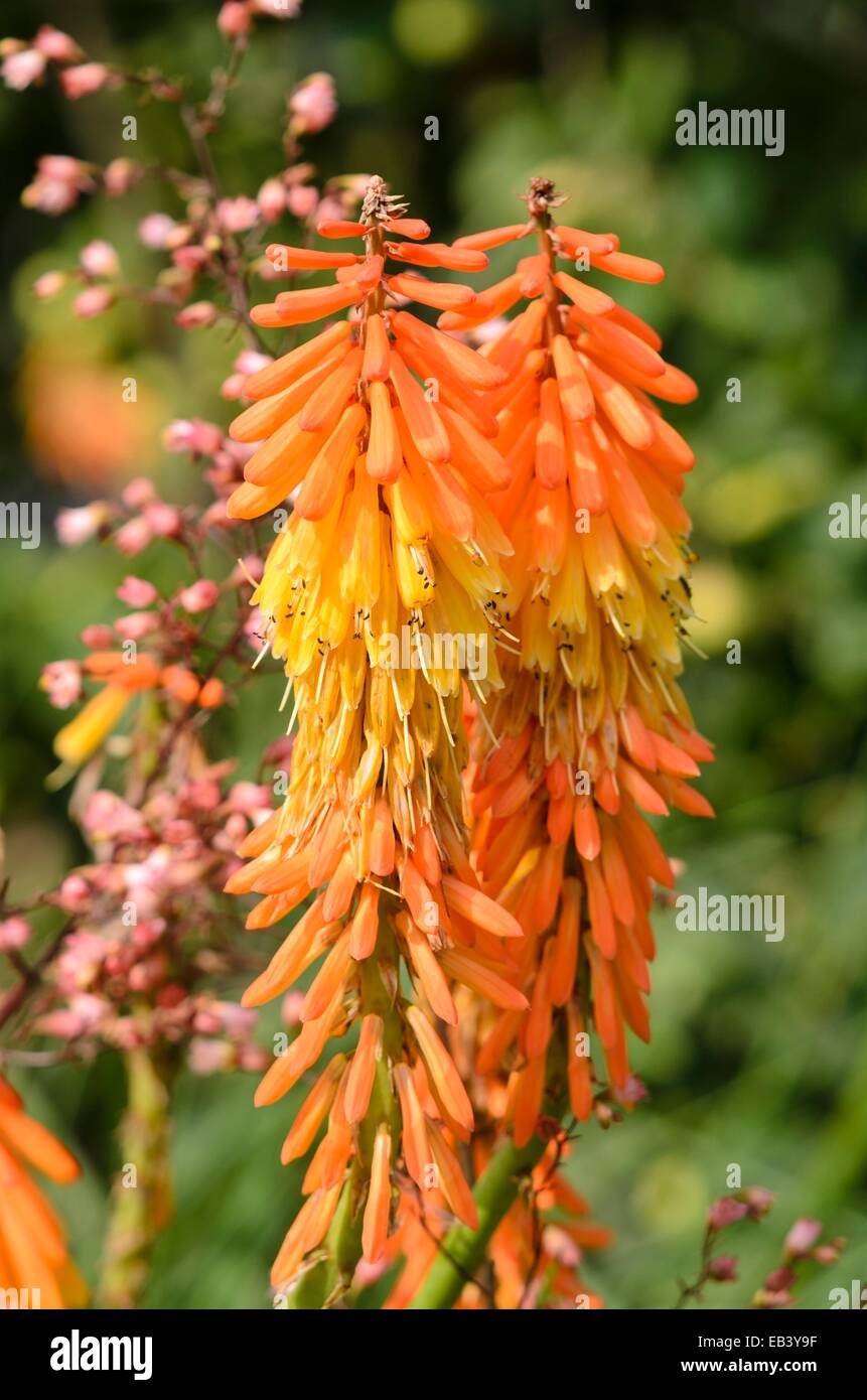 Red Hot poker (kniphofia uvaria 'elveria') Foto Stock